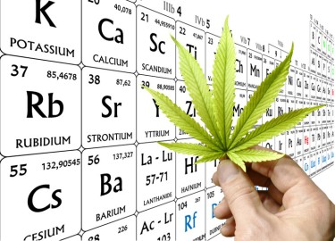 Heavy metals in cannabis