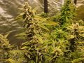 Hydroponic cannabis is grown in Canberra