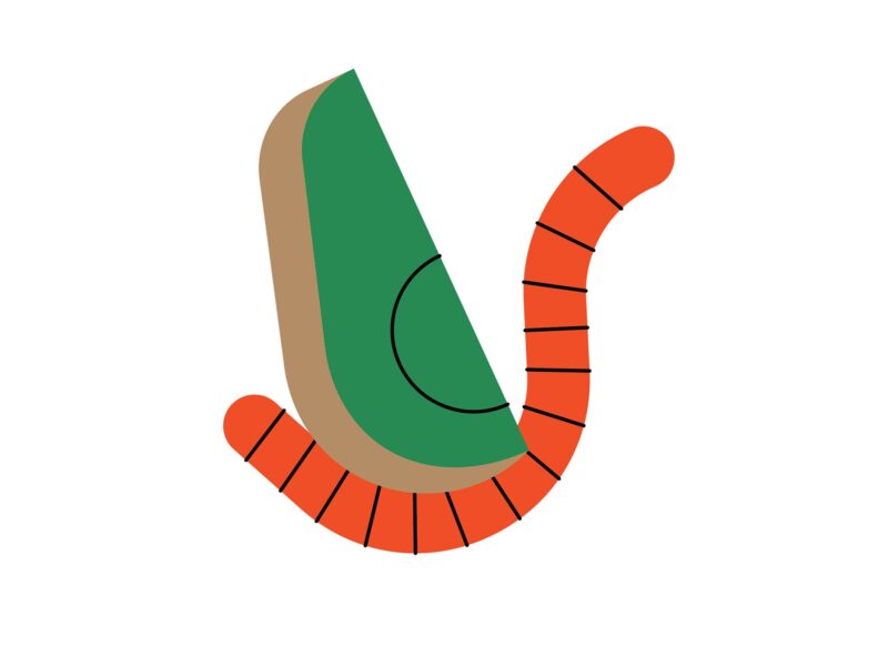 An illustration of an avocado and a red worm