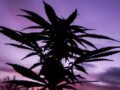 UN Drug Report on Environmental Impact of Cannabis Legalization