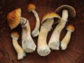 Oregon Health Authority Finalizes Rules for Psilocybin Services Act