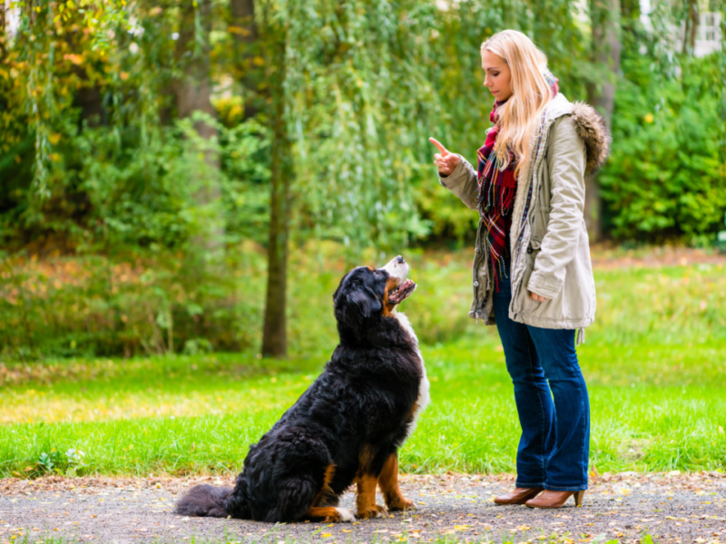15 Tips To Help You Raise A Happy And Well-Behaved Dog