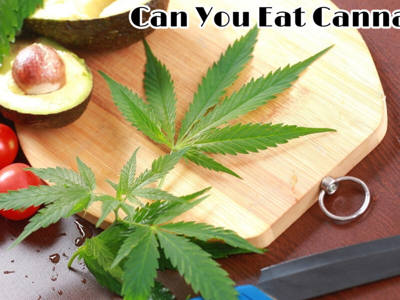 Is Cbd Legal in Portugal